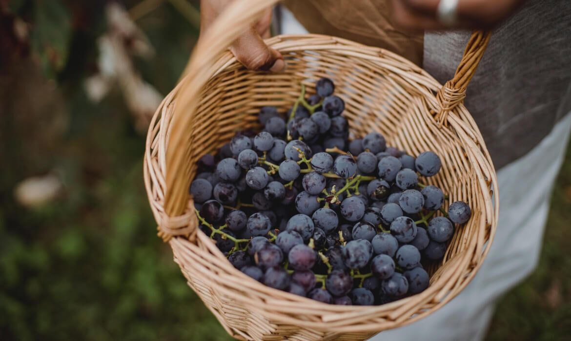 cumpar struguri pentru vin