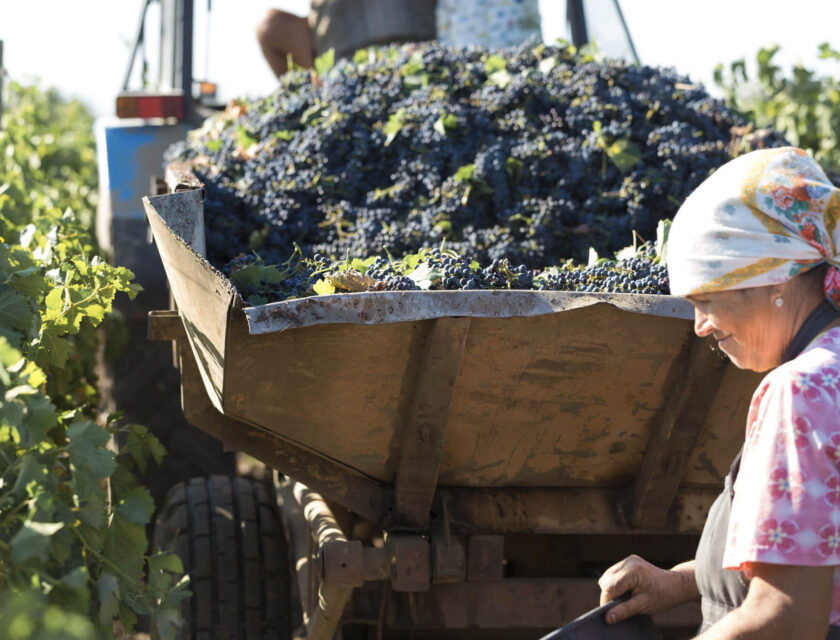 farmers-harvesting-grapes-from-vineyard-autumn-harvesting